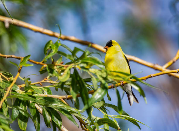 cardellino americano - american goldfinch gold finch bird branch foto e immagini stock