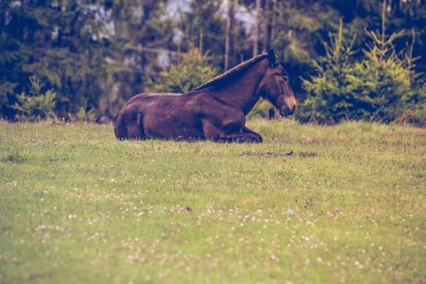 istock Wild horses  running free in the forest 1250078552