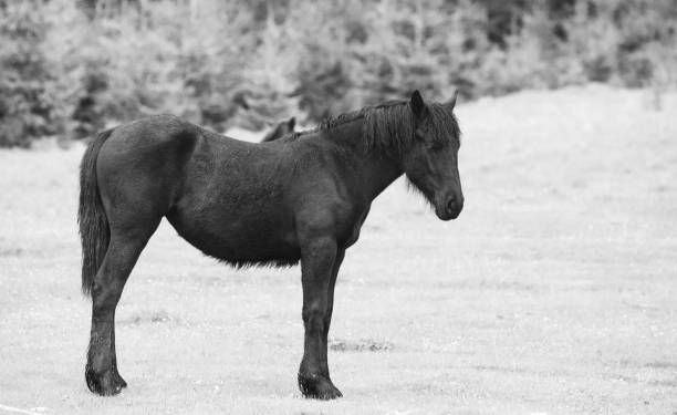 istock Wild horses  running free in the forest 1250078712