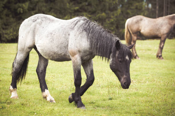 istock Wild horses  running free in the forest 1250078713