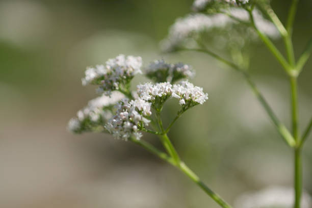 istock Many Little white flowers on green background 1250078793