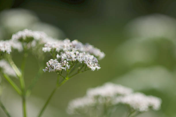 istock Many Little white flowers on green background 1250078803
