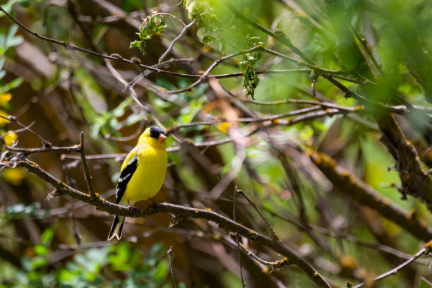 cardellino americano - american goldfinch gold finch bird branch foto e immagini stock