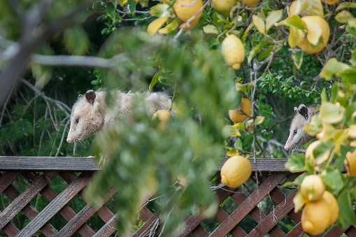 Pair of opossums on fence