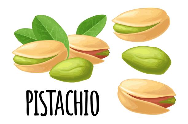 ilustraciones, imágenes clip art, dibujos animados e iconos de stock de tuerca de pistacho con y sin cáscara. icono realista de color vectorial. - unshelled