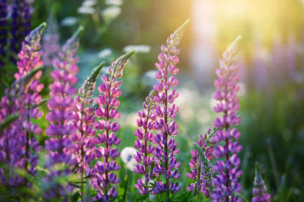 Summer sunset Summer sunset on a lupine meadow lupine flower stock pictures, royalty-free photos & images