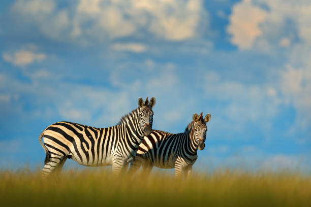 zebra con cielo di tempesta blu. zebra di burchell, equus quagga burchellii, nxai pan national park, botswana, africa. animale selvatico sul prato verde. natura della fauna selvatica, safari africano. - burchellii foto e immagini stock