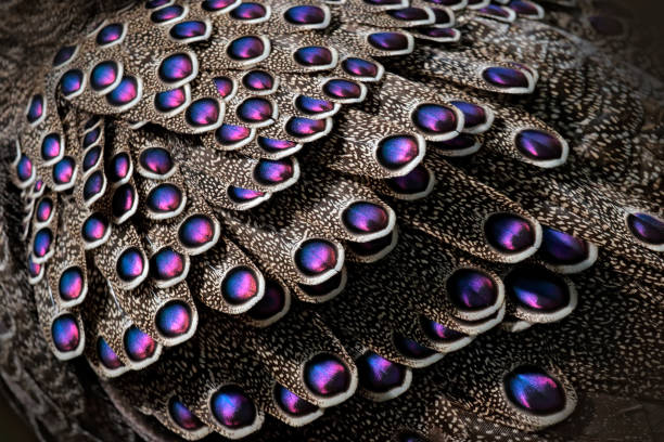 grauer pfauenfasan, polyplectron bicalcaratum, nahaufnahme von gefieder, graue und blau rosa federn. animla aus asien und nationalvogel von burma. - close up peacock animal head bird stock-fotos und bilder