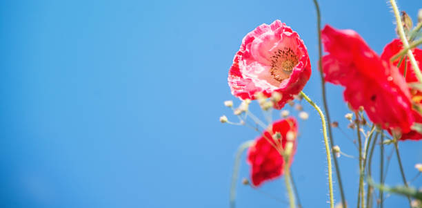 красный мак цветы - poppy pink close up cut flowers стоковые фото и изображения