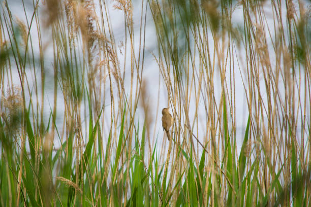 A brown sedge warbler perched within the thick reeds on the lake shore.
