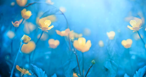 istock Wild Beautiful Yellow Flowers 1250081991