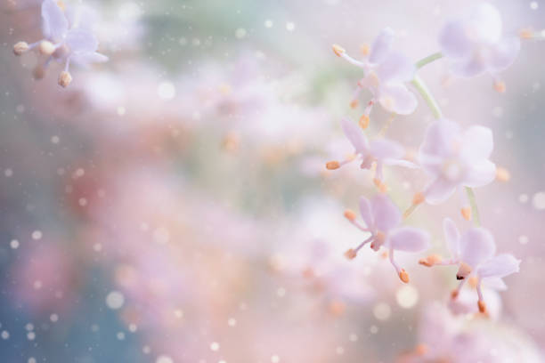 Pink Little Flowers over Defocused Background