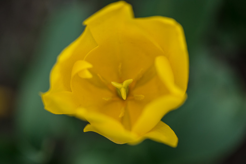 Two Yellow Flowers In Garden