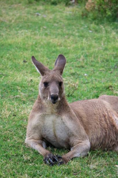 istock Kangaroos Macropodidae in Australia 1250084187