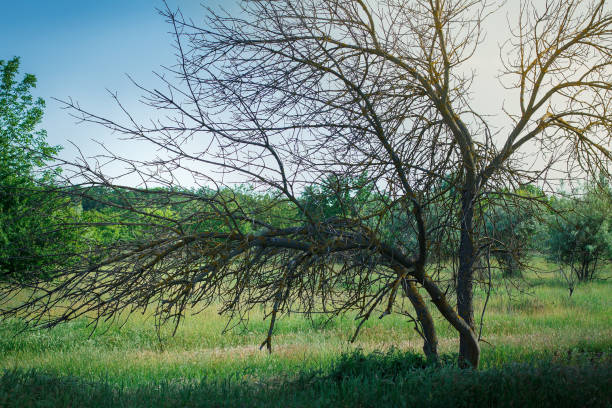 Dry tree on the edge of the forest
