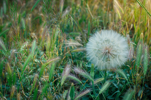 Fluffy dandelion outdoors among the spikelets