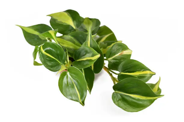 Photo of Tropical 'Philodendron Hederaceum Scandens Brasil' creeper house plant with yellow stripes isolated on white background