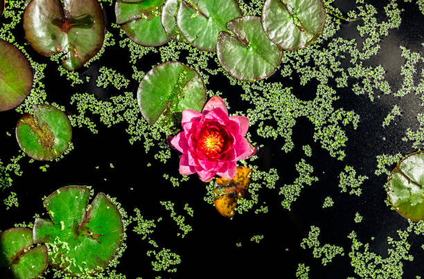 Free Stock Photo of A Pink Water Lily Floating on Top of a Pond ...