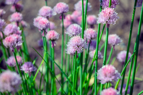 image of onion flower field