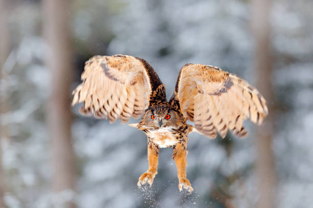 istock Owl starts from snow. Flying Eurasian Eagle owl with open wings in snowy forest during cold winter. Wildlife from Europe, Germany. Bird action scene. 1250086015