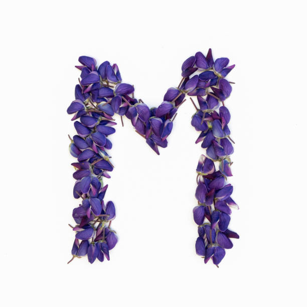letters of flowers, a bright alphabet of purple petals. letter m. - letter m alphabet color image flower imagens e fotografias de stock