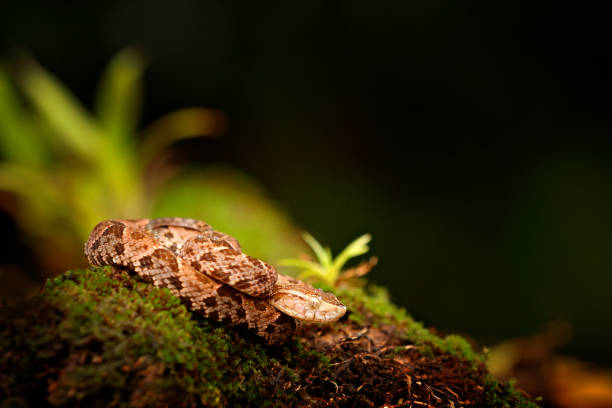 istock Fer-de-lance in nature habitat. Common Lancehead, Bothrops atrox, in tropical forest. Poison snake in the dark jungle. Detail of rare snake from Costa Rica. 1250086244