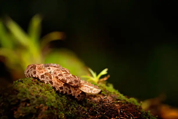 Fer-de-lance in nature habitat. Common Lancehead, Bothrops atrox, in tropical forest. Poison snake in the dark jungle. Detail of rare snake from Costa Rica.