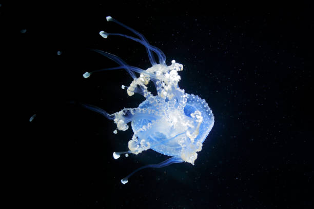 phyllorhiza punctata, australijska meduza plamista w ciemnej wodzie morskiej. biała niebieska meduza w siedlisku oceanu przyrody. woda pływająca meduza dzwon z pacyfiku, japonii i australii - scyphozoa zdjęcia i obrazy z banku zdjęć