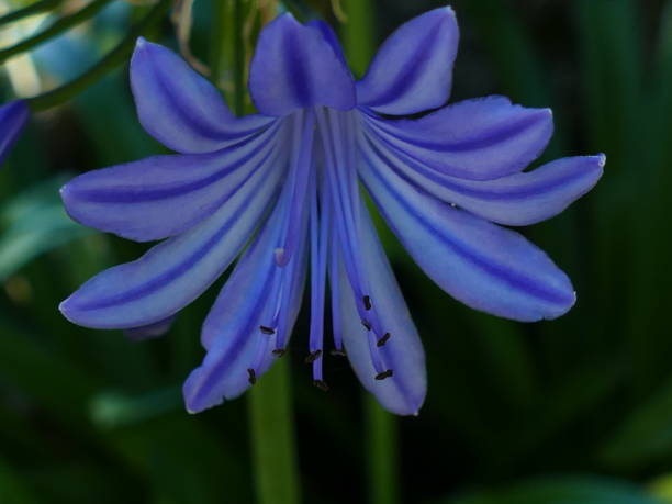 agapanthus, giardino botanico di hanbury, liguria, italia - hanbury foto e immagini stock