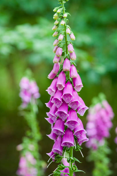 istock Foxglove Flowers 1250087216