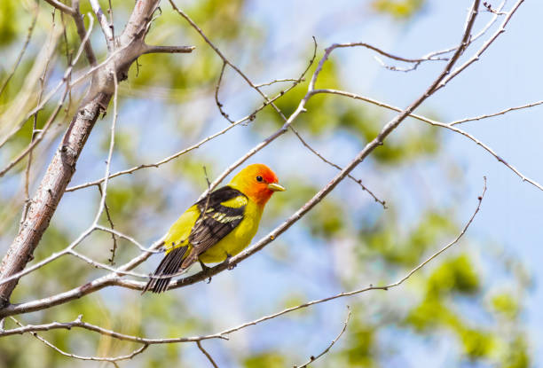 Western Tanager A western tanager perched in a tree. piranga ludoviciana stock pictures, royalty-free photos & images