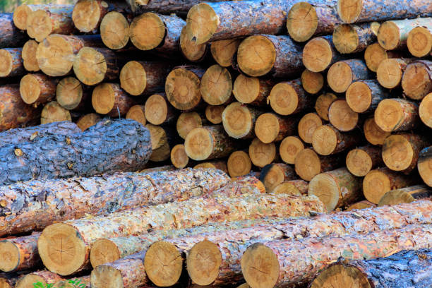 istock Stacked pine trunks felled by the logging timber industry 1250090797