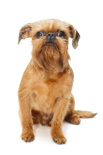 Brussels Griffon Stock Photos, Pictures & Royalty-Free Images - iStock Brussels Griffon Stock Photos, Pictures & Royalty-Free Images - iStock