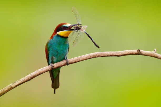 mangeur d’abeilles européens, merops apiaster, bel oiseau assis sur la branche avec la libellule dans le projet de loi, scène d’action dans l’habitat de la nature, bulgarie. animal avec la capture. - bee eater colorful bird beautiful bird animal photos et images de collection