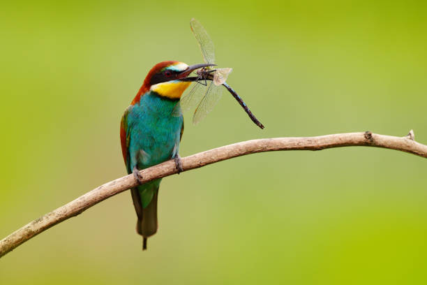 European Bee-eater, Merops apiaster, beautiful bird sitting on the branch with dragonfly in the bill, action scene in the nature habitat, Bulgaria. Animal with catch. European Bee-eater, Merops apiaster, beautiful bird sitting on the branch with dragonfly in the bill, action scene in the nature habitat, Bulgaria. Animal with catch. bee eater photos stock pictures, royalty-free photos & images