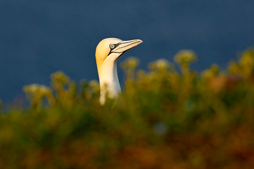 Northern gannet, detail head portrait of sea bird sitting on the nest, with dark blue sea water in the background, Helgoland island, Germany.