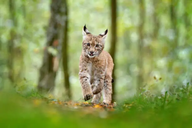 Photo of Young Lynx in green forest. Wildlife scene from nature. Walking Eurasian lynx, animal behaviour in habitat. Cub of wild cat from Germany. Wild Bobcat between the trees. Hunting carnivore in autumn grass.