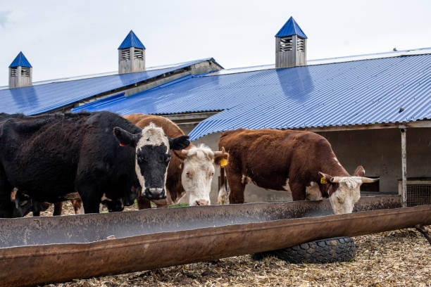 istock cows on the farm in a stall. 1250095542