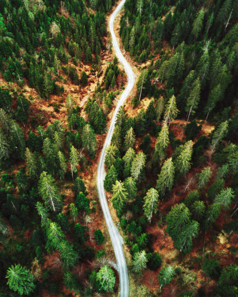 istock summer forest aerial view in switzerland 1250095739