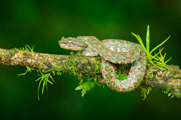 istock Eyelash Palm Pitviper, Bothriechis schlegeli, on the green mossy branch. Venomous snake in the nature habitat. Poisonous animal from South America. 1250096023