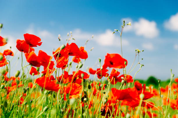 istock poppy flower in field close up 1250096146