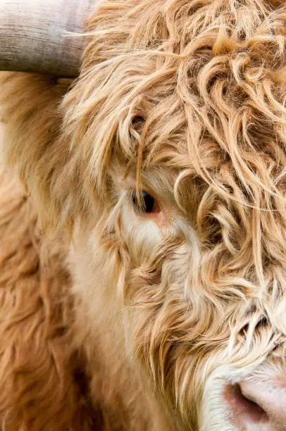 Close-up portrait of a long haired highland cow with eye and nose.