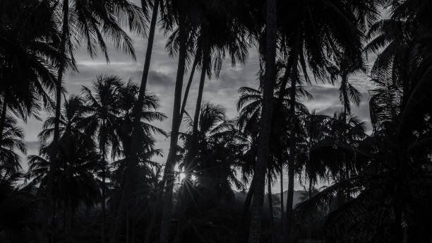 istock Coconut palm tree from Paiva beach 1250098217