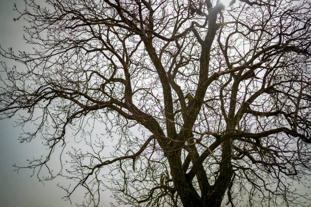 Branches of oak tree on clear blue sky. No people are seen in frame. Shot with a full frame mirrorless digital camera from a low angle viewpoint.