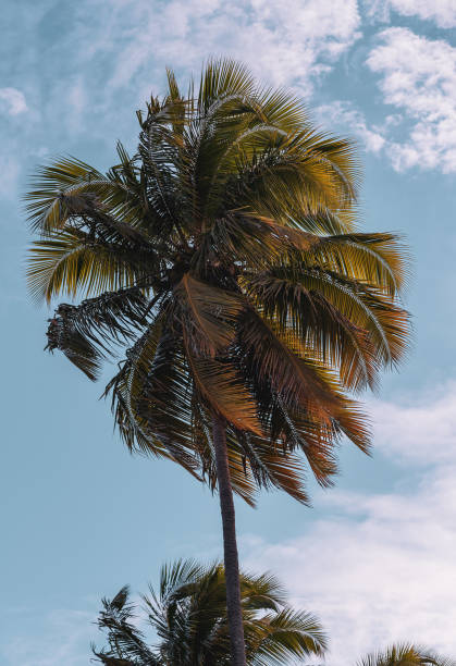 istock Coconut palm tree from Paiva beach 1250100168