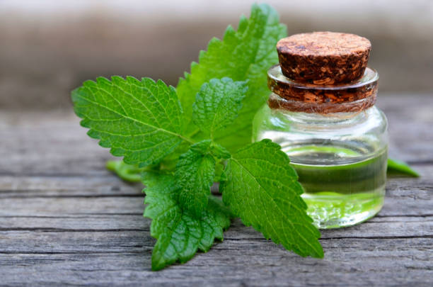 Melissa essential oil in a glass bottle with fresh green melissa leaves on old wooden table for spa, aromatherapy and bodycare.Lemon balm extract. stock photo