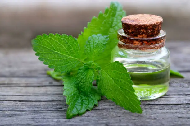 Melissa essential oil in a glass bottle with fresh green melissa leaves on old wooden table for spa, aromatherapy and bodycare.Lemon balm extract.
Selective focus.