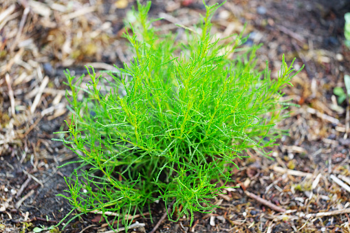 Young Santolina viridis plant outdoors in vegetable garden