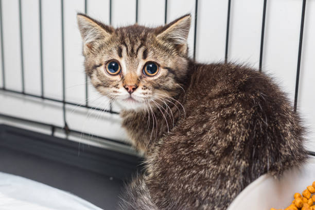 istock Small kitten in a shelter cage 1250103419