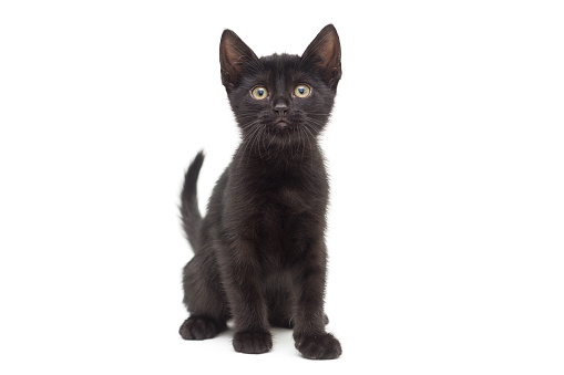 Small black kitten on a white background. Age of the kitten 2 months